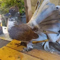 کبوتر دم چتری زینتی|پرنده|چمستان, |دیوار