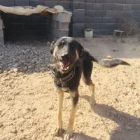 سگ ژر من|سگ|ورامین, ورامین|دیوار