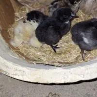 جوجه مرغ محلی ۴ روزه|حیوانات مزرعه|خورموج, |دیوار