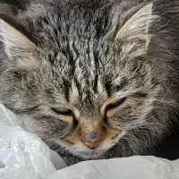 گربهdshپشمالوماده|گربه|خمینیشهر, |دیوار