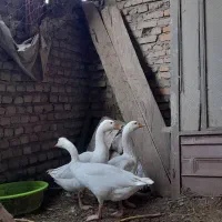 غازمحلی|حیوانات مزرعه|آزادشهر, |دیوار