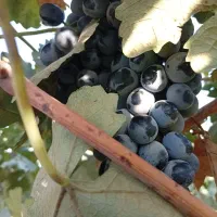 انگور رشه.محدود. (سردشتی اصل)پاییزی درجه یک از باغ