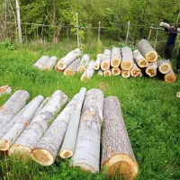 خریدارانواع چوب باغی