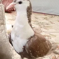 کفتر گمشده خریداری