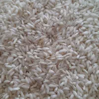 برنج طارم شمال