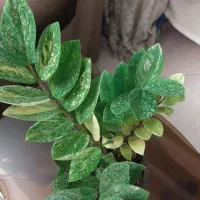 زاموفیلیا ابلق|گل و گیاه طبیعی|مشهد, نرگس (شهرک غرب)|دیوار