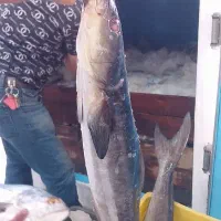 ماهی سکن یا همون سخله کیلو9000 خارو کیلو6000