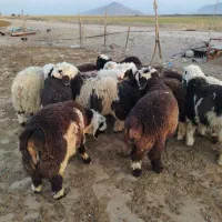 بره پرواری