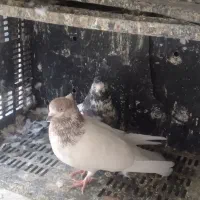 نرو ماده دهن جور