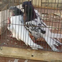 کله سیاه و سبز|پرنده|شیراز, کوشک میدان|دیوار