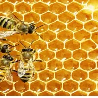 دوره پرورش زنبور عسل