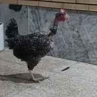 مرغ و خروس|پرنده|رفسنجان, |دیوار