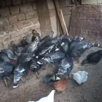 بوغ فروش|حیوانات مزرعه|زمکان, |دیوار