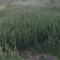 فروش یونجه تر