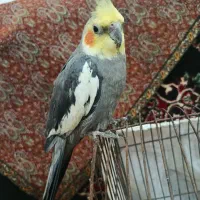 فروش فوری عروس سخنگو و کاملادستیورام