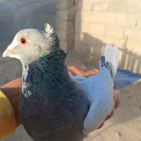 کبوتر نر سوراخ|پرنده|بافت, |دیوار