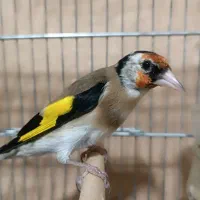 جوجه سال عطیقه|پرنده|شیراز, تندگویان|دیوار