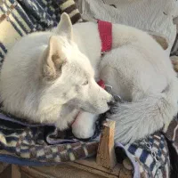 سگ هاسکی سفید چشم یخی گمشده