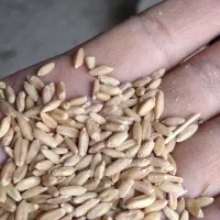 فروش گندم