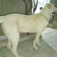 سگ پژدر ماده  6ماه