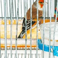 سهره قناری جوجه سال وقناری شتری سرخ مست