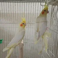 جفت عروس هلندی مولد