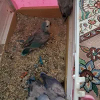 جوجه برزیلی