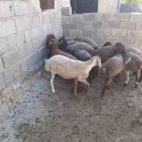 گوسفند هودور ***********|حیوانات مزرعه|مشهد, محمدآباد|دیوار