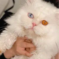 گربه پرشین اسکاتیش کالیکو|گربه|گرگان, |دیوار