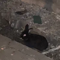 سه عدد عروس هلندی دو ماده و یک نر و دو عدد خرگوش|پرنده|کلاچای, |دیوار