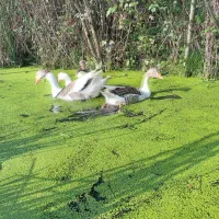 فروش مرغ وخروس وبوقلمون بالغ|حیوانات مزرعه|لنگرود, |دیوار