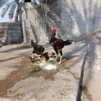 مرغ وخروس|حیوانات مزرعه|میناب, |دیوار