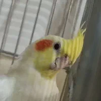 عروس هلندی لوتینو