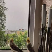 فروش عروس هلندی درلاهیجان