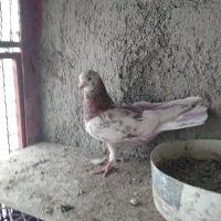 کفتر پرشی بدرد بخور|پرنده|ری, شهرک نظامی|دیوار