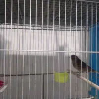 قناری نر شلاقی