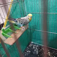 جفت نرماده مرغ عشق نر رنگین کمانی ماده چشم شرابی|پرنده|کرمان, |دیوار