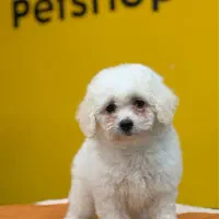 سگ نژاد بیشون فرایز کیفیت بمب|سگ|تهران, سعادت‌آباد|دیوار