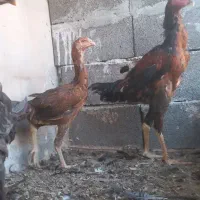 خروس لاری ....مرغ طاقچه لتری و جوجه سه ماهه لاری
