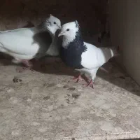 کبوتر طوقی|پرنده|اقبالیه, |دیوار