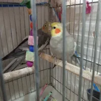 عروس هلندی|پرنده|خرمشهر, |دیوار