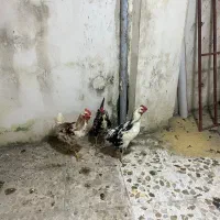 خروس گلین|پرنده|نوشهر, |دیوار