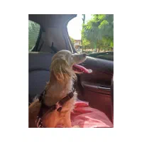 سگ گلدن|سگ|رشت, دیانتی|دیوار