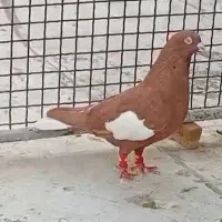 سرک سرخ دمسفید