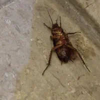سمپاشی سوسک ساس بدون شستشو تضمینی سم پاشی