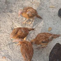 خروس و جوجه لاری افغانی|حیوانات مزرعه|فیروزآباد (لرستان), |دیوار