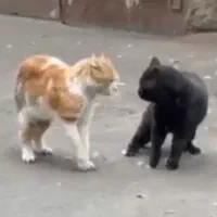 ۲ عدد گربه رایگان