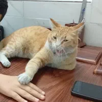 واگذاریه گربه جینجر DSH