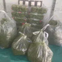 سبزینه سرا|خوردنی و آشامیدنی|قروه, |دیوار