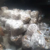 تامینوفروشکیویریز|خدمات باغبانی و درختکاری|لیسار, |دیوار